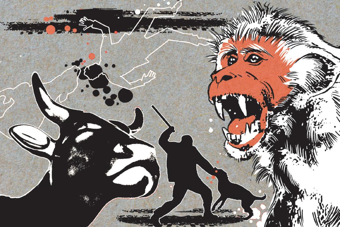 Forget Strays, the Government Must First Keep its Human Citizens Safe
