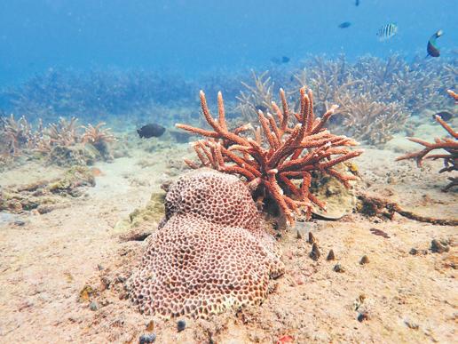 Corals resilient to heat stress, no mass bleaching this year