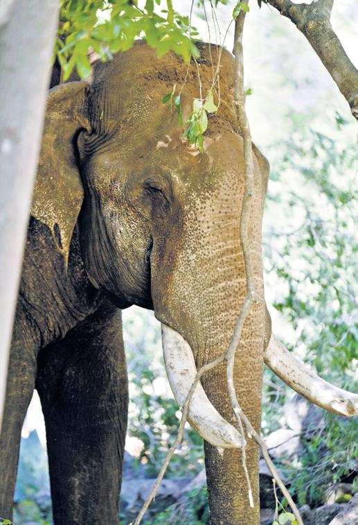 Wild Elephant Profiling to be Extended to All Forest Divisions
