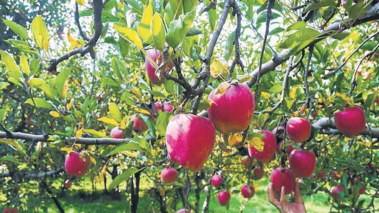Stop import of Turkish apples, say HP growers