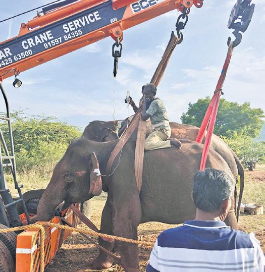 Jumbo Responding Well to Treatment: Forest Staff