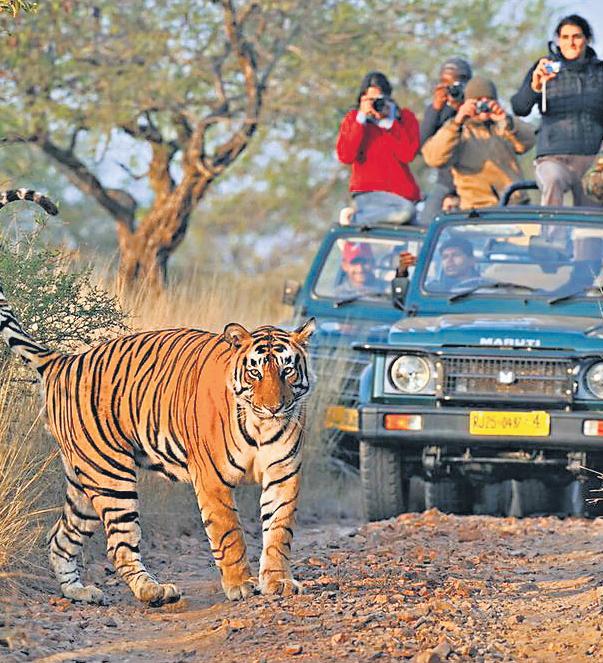 J'khand's first tiger safari in Latehar on the lines of Rajgir in Bihar soon | The New Indian Express Chennai - newspaper - Read this story on Magzter.com