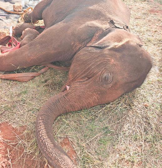 After four days of care, female jumbo dies due to suspected heart failure