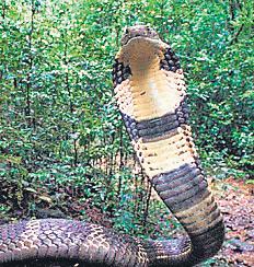 Believe it or not! 2 died 58 times of snakebites for MP govt money