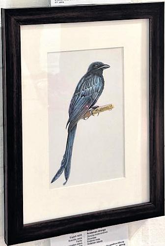 Avian life caught on canvas at painting expo in Dakshinachitra