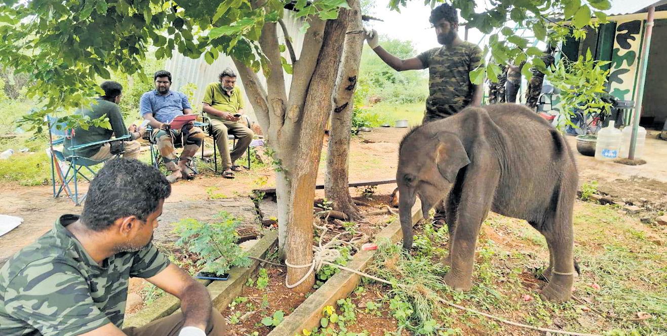 Efforts on to reunite jumbo calf with herd