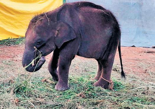 7 Days On, Efforts Continue to Reunite Elephant Calf With Mom in Sirumugai