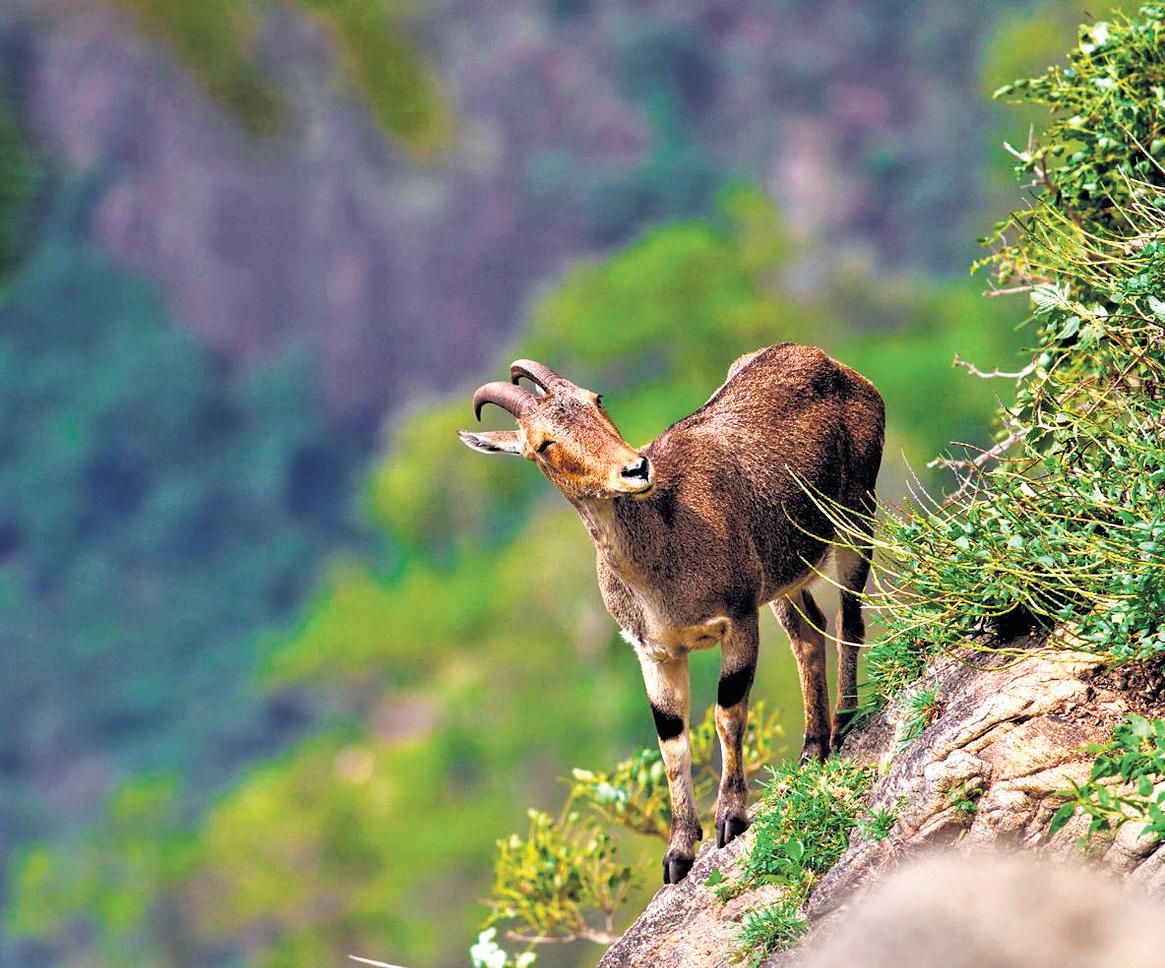 TN's Goat Project Helps 'Mountain Monarch' Retain Nilgiris Kingdom