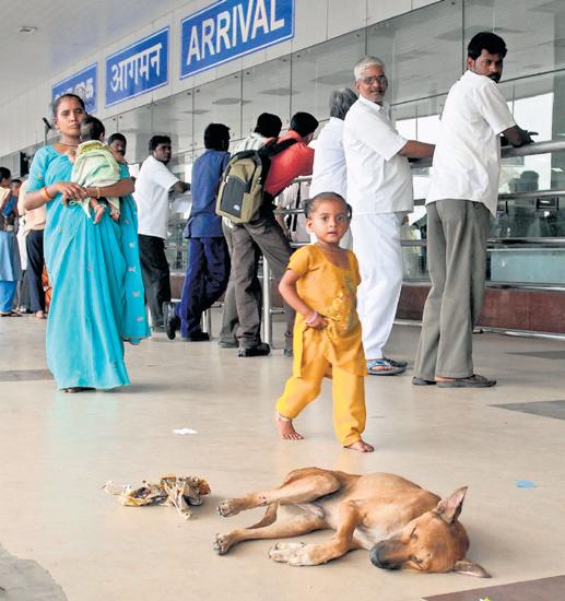 AAI joins hands with PFA to control stray dog menace at Chennai airport