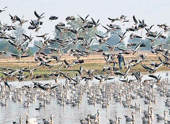 Raj Makes Mark on Bird Conservation as 2 Wetlands Get International Laurel
