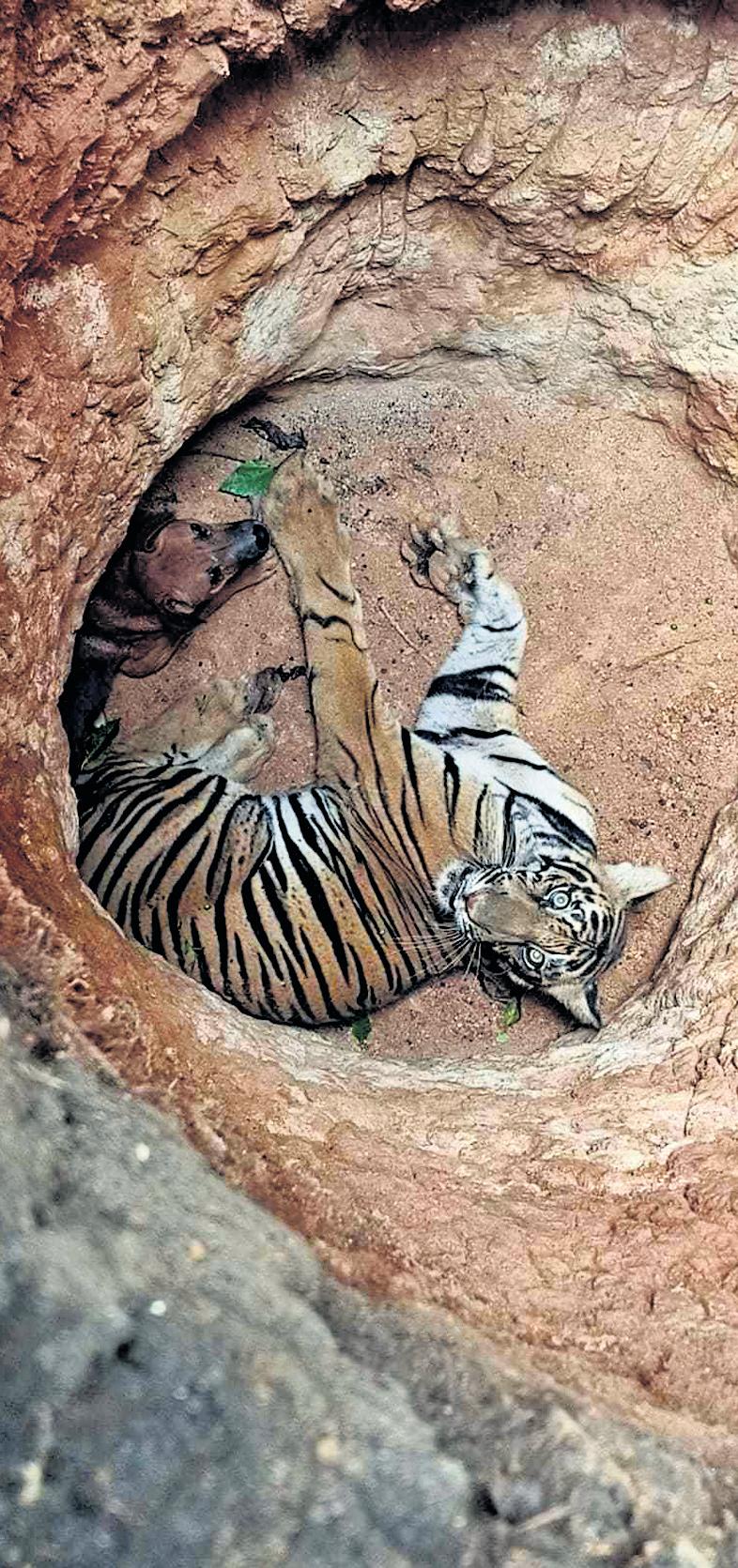 Tiger chases pet dog, falls into pit; forest officials rescue both