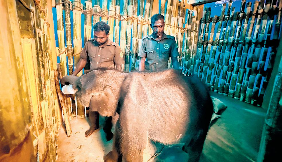 Stranded Jumbo Calf Brought to ATR Camp as Bid to Reunite with Herd Fails