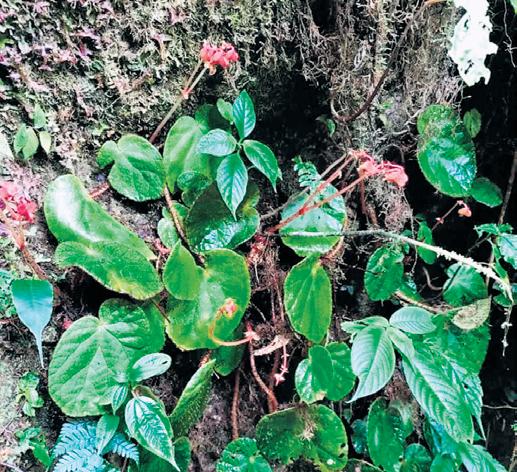 Out on expedition, Arunachal forest team discovers new flowering plant