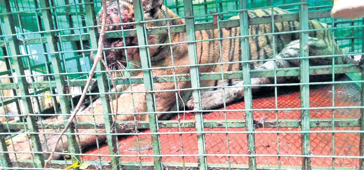 Tiger That Killed Rubber Tapper Captured in Malappuram Estate