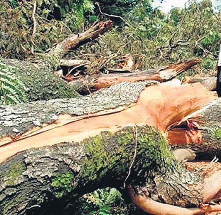 Adopt Centre's rules for tree felling on farmland, states told