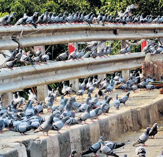 Don't Blame the Pigeons for Aspergillosis