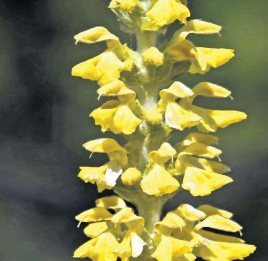U'khand Leads Bioconservation Effort, to Restore Critically Endangered Plants