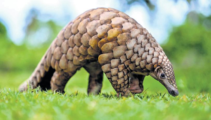 TN to transfer endangered species fund to AIWC to boost conservation efforts