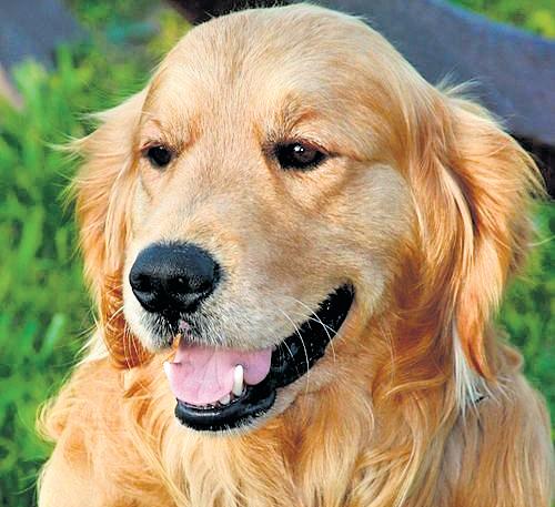 Residence certificate for 'Dog Babu' in Bihar raises eyebrows amid SIR row