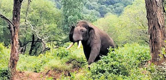Call to drop 'Rolex' tag for elephant after fatal attacks