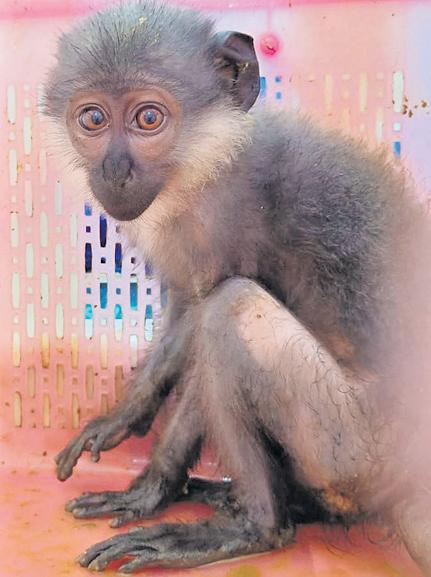 Woman held with exotic monkeys at B'luru airport was arrested in similar case last yr