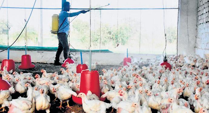 Bird flu virus mutation threat to humans: IISc