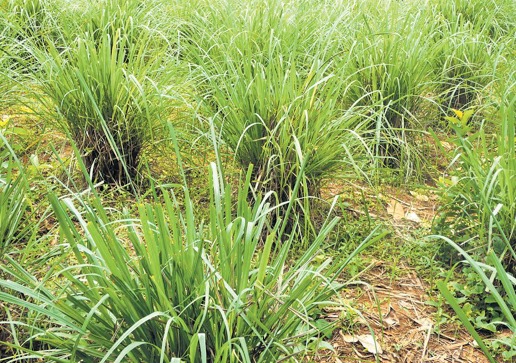 The Versatile Lawn-Ruiner Turns Garden MVP