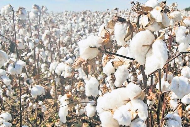 After North, adverse weather triggers pest attack on cotton crops in S India