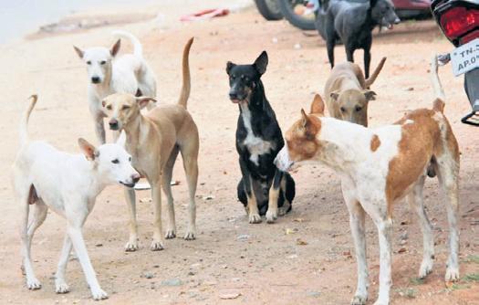 One in four rabies deaths in TN caused by pet dogs, show recent data
