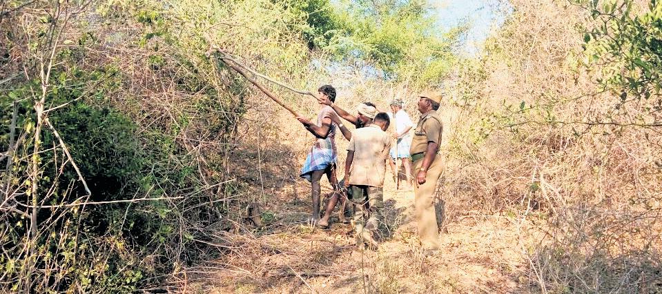 Launch 'combing op' to stop seemai karuvelam from resurfacing: Court