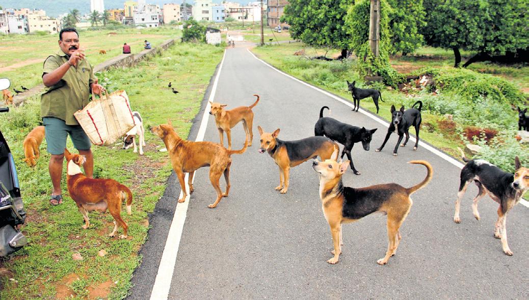 CSR Issued Against Two for Feeding Stray Dogs