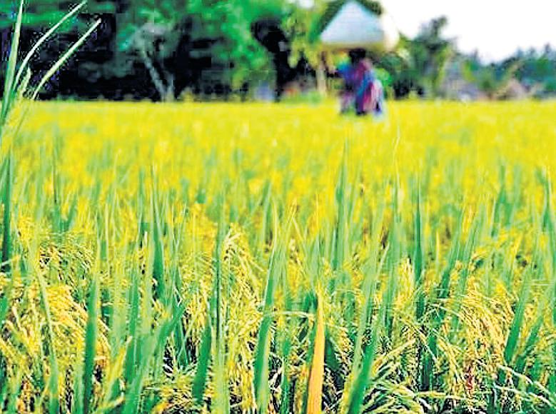 Little impact of excess rainfall during monsoon season on kharif crops likely