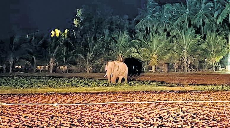 OPERATION TO CAPTURE WILD JUMBO 'ROLEX' SET TO RESUME