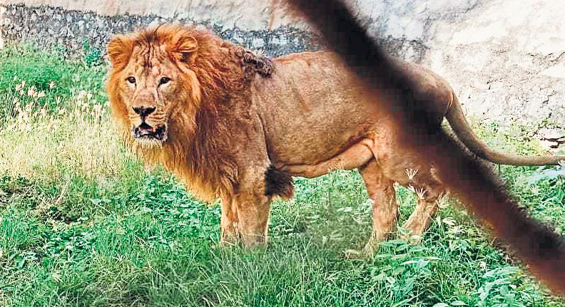 Lion that went off radar in safari zone returns to Vandalur zoo night shelter