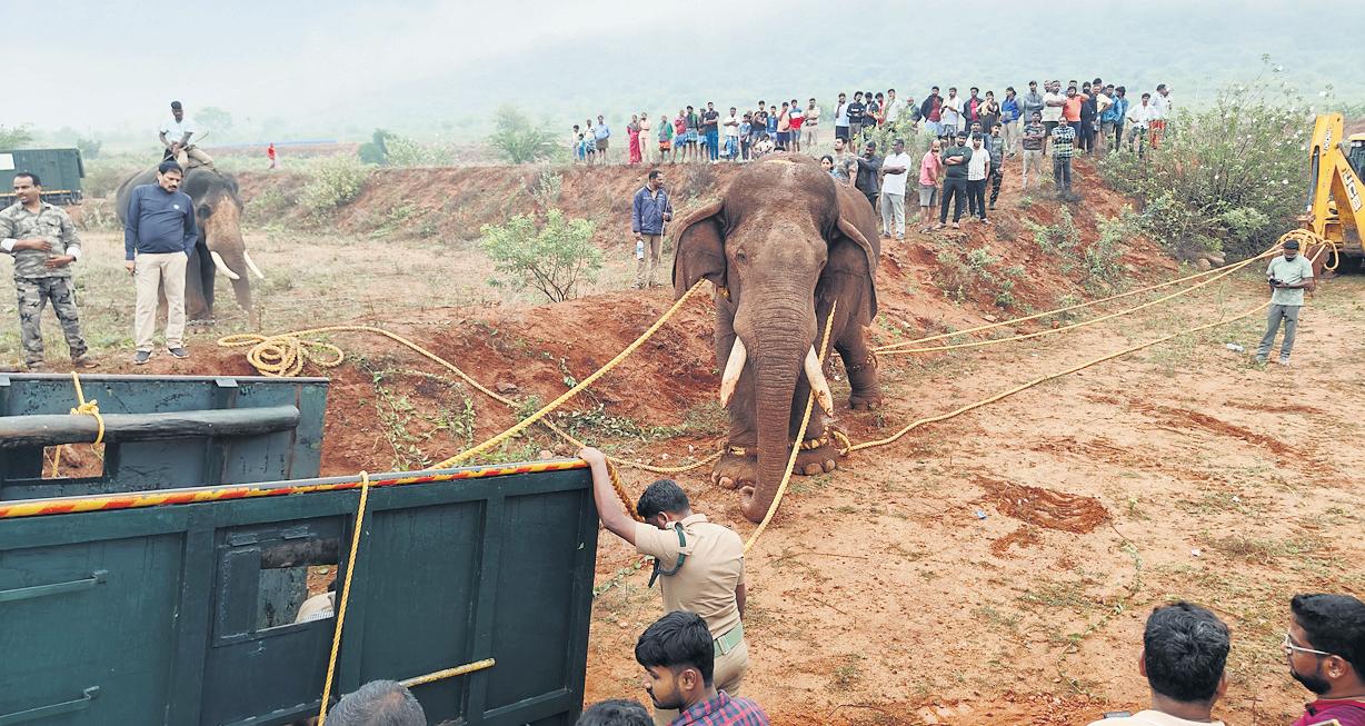 Crop raider 'Rolex' caught with help of 4 kumkis, will be under watch in kraal