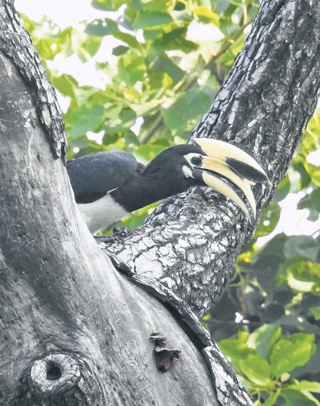 Avians can Teach Us the Value of the World