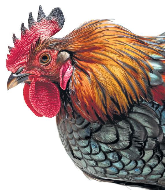 Court refuses to allow cockfight event citing statutory prohibition