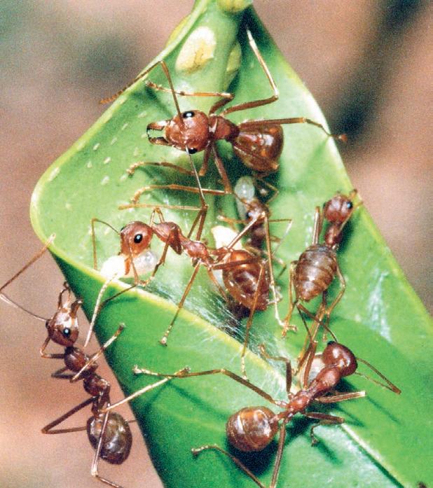 Where have all the ants gone from our urban landscapes?