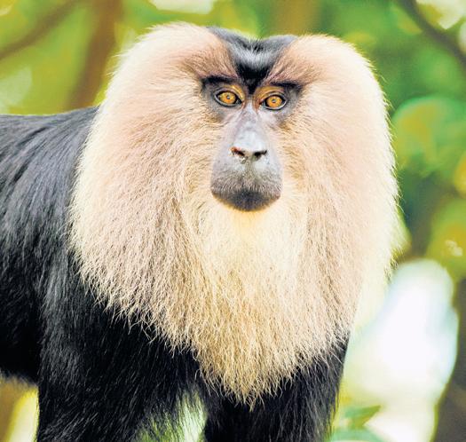 TN forms 2 committees to manage ₹50-cr fund for endangered species