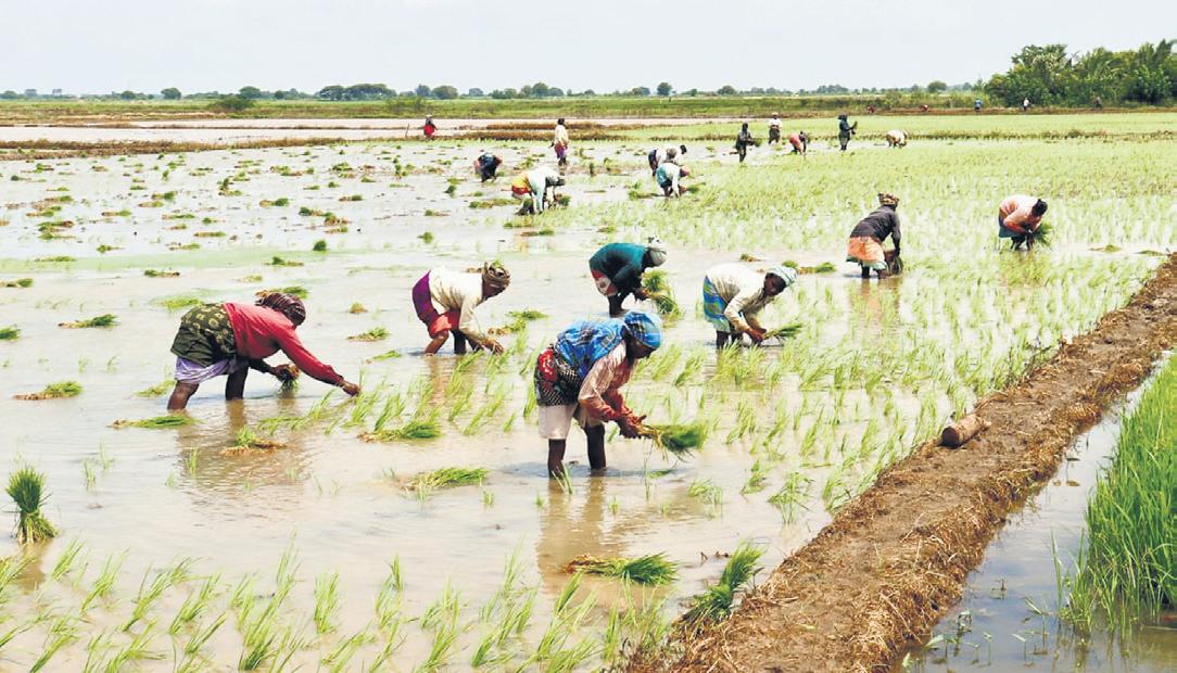 Officials busy with SIR, farmers facing trouble in insuring paddy