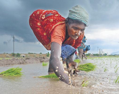 Moisture norm troubles paddy ryots, 44,000 hectares yet to be harvested