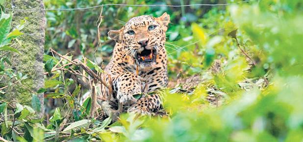 Leopard caught in wire fence rescued