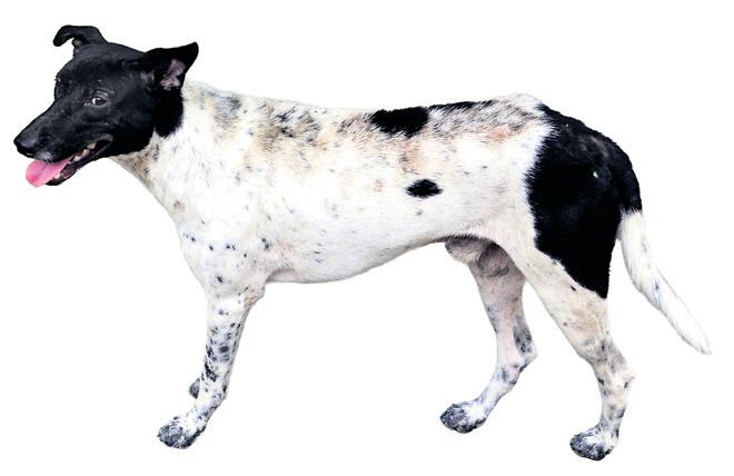 GCC removes 19 dogs from court premises, draws flak