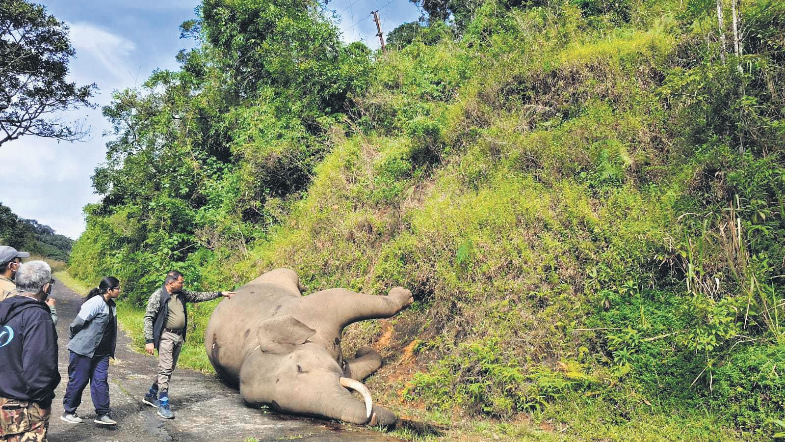 Translocated elephant died of multiple skull injuries, reveals postmortem report