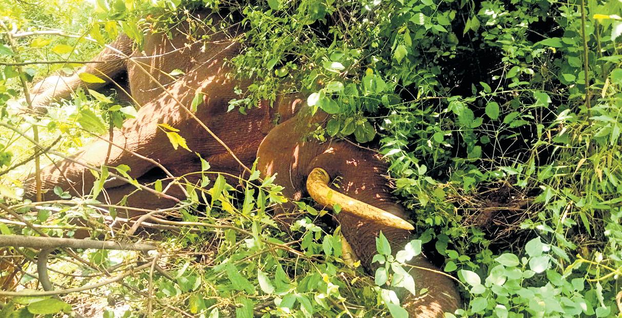 Elephant deaths on rise in Kovai forest division again
