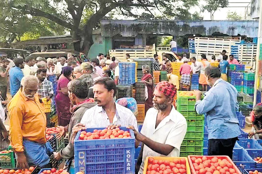 Tomato & jasmine prices double as rain hits supply