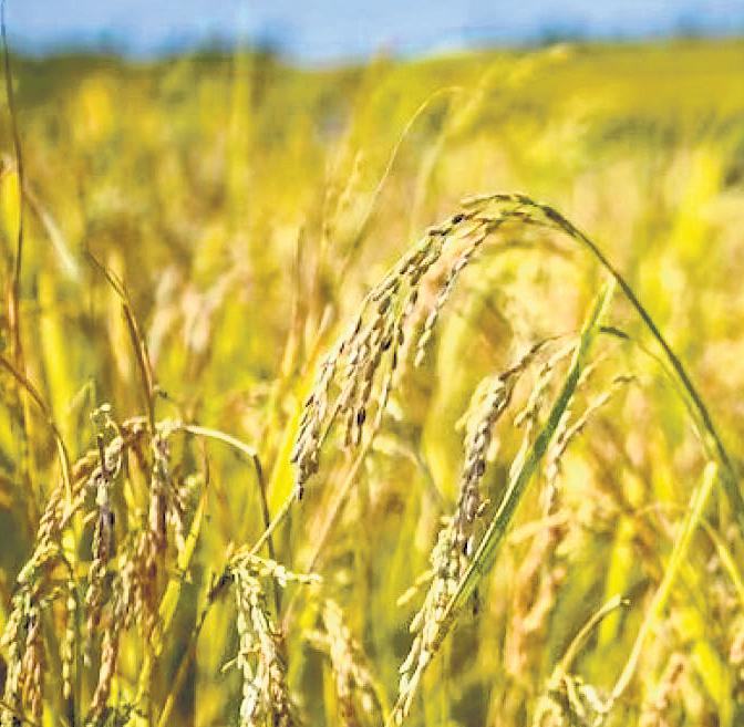 Proposed amendment to protection of plant varieties law raises concern