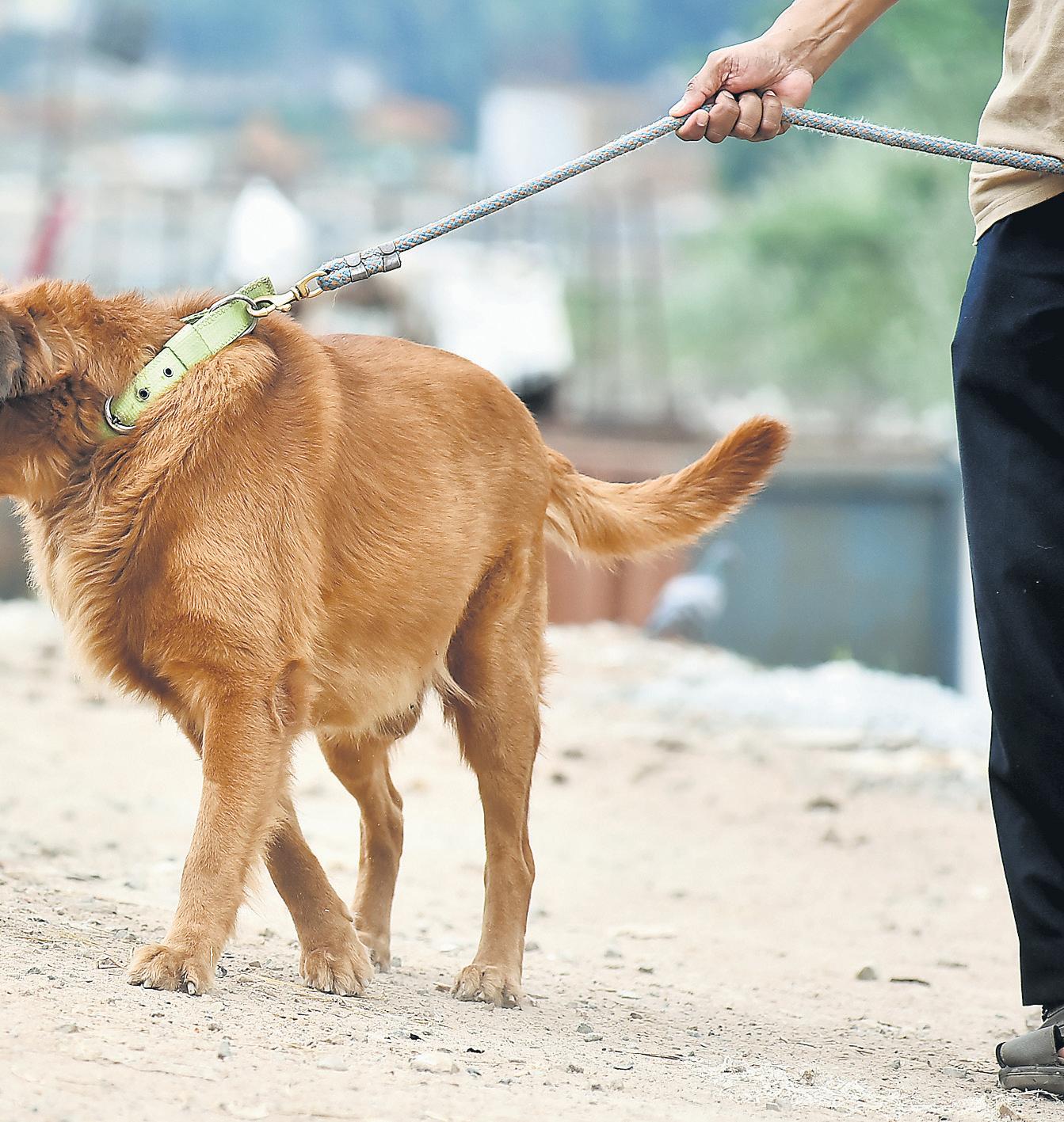Muzzling pet dogs in public not must, corpn tells court