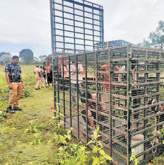 Aged tiger likely killed tribal woman near Masinagudi