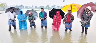 Ditwah floods 50K hectares of paddy; Thamirabarani in spate